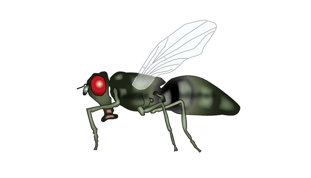 An illustration of a fly